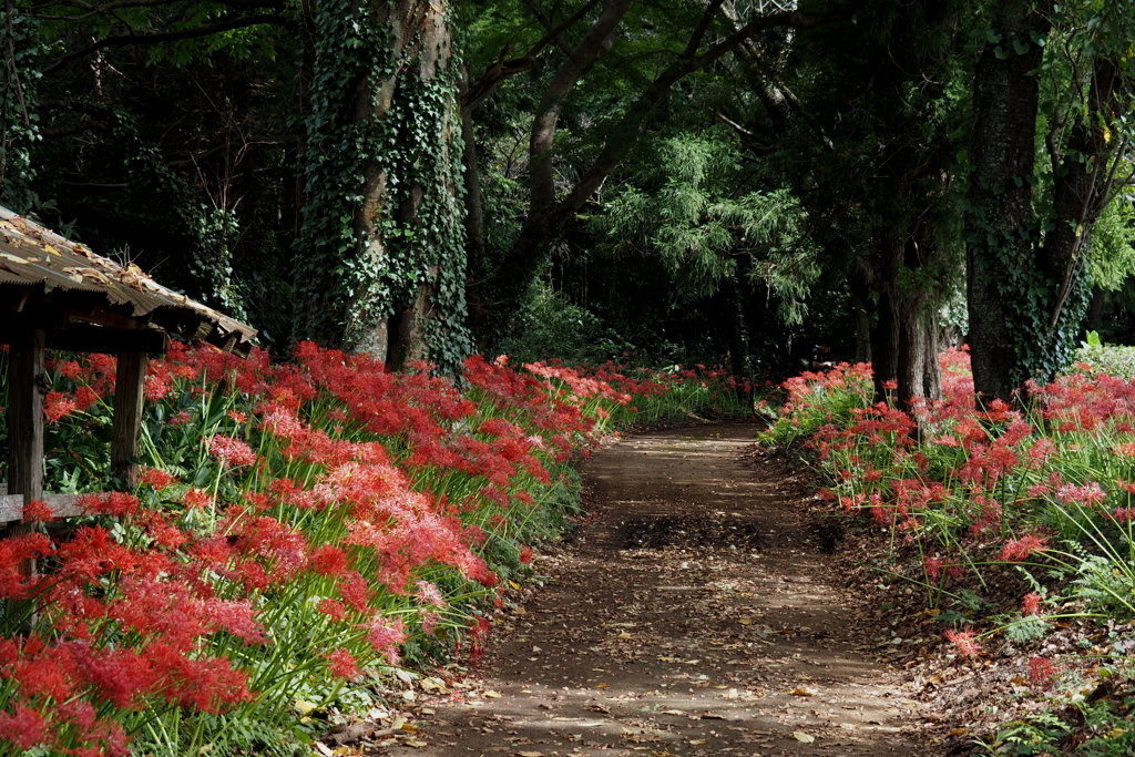 紅の路