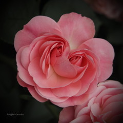 笑顔の花