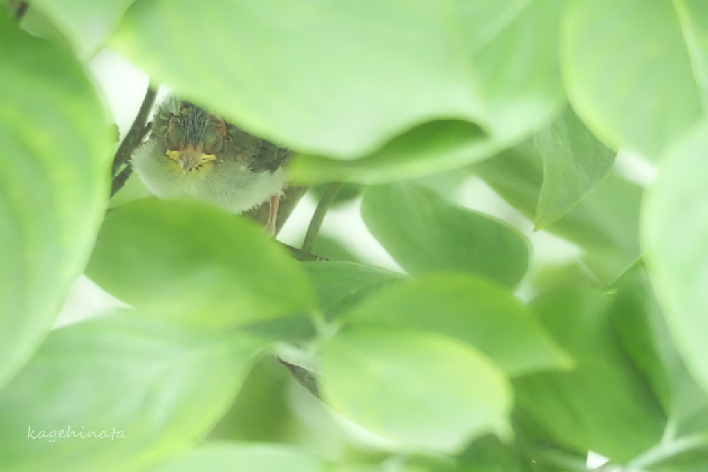 お昼寝。