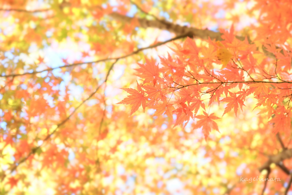 木の花