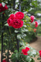 公園のバラ