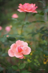 桃薔薇