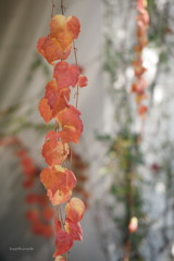 蔦紅葉