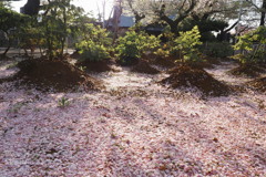 次の花へ