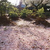 次の花へ