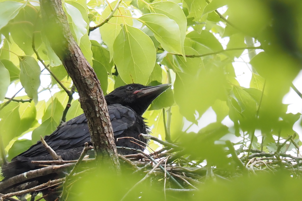 カラスの子