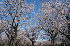 お花見広場