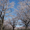 お花見広場