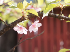 双子の桜