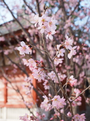 小さい桜
