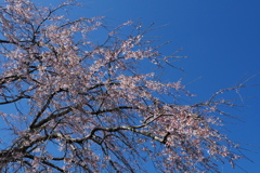 枝垂れ桜と春の空