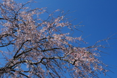 枝垂れ桜と春の空