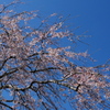 枝垂れ桜と春の空