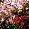 花合戦