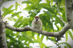 大きくなったらペンギンに、