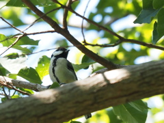 公園のシジュウカラ