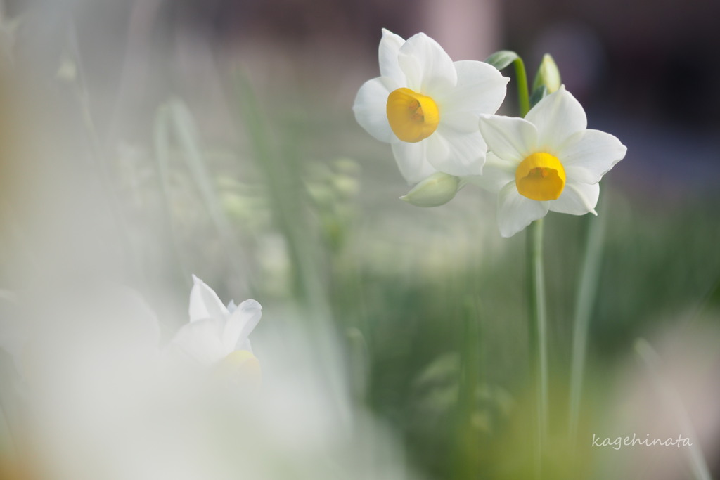 pure white