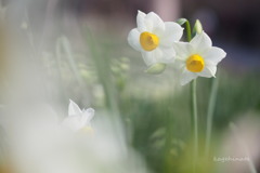 pure white