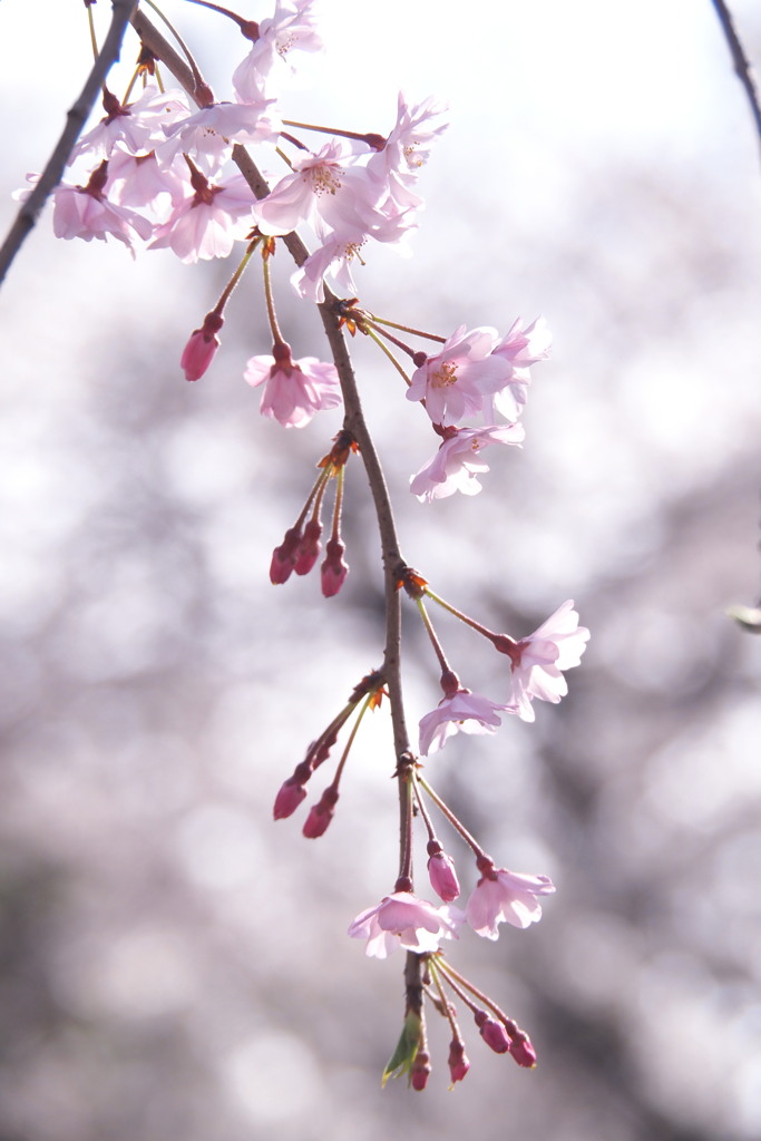 枝垂桜