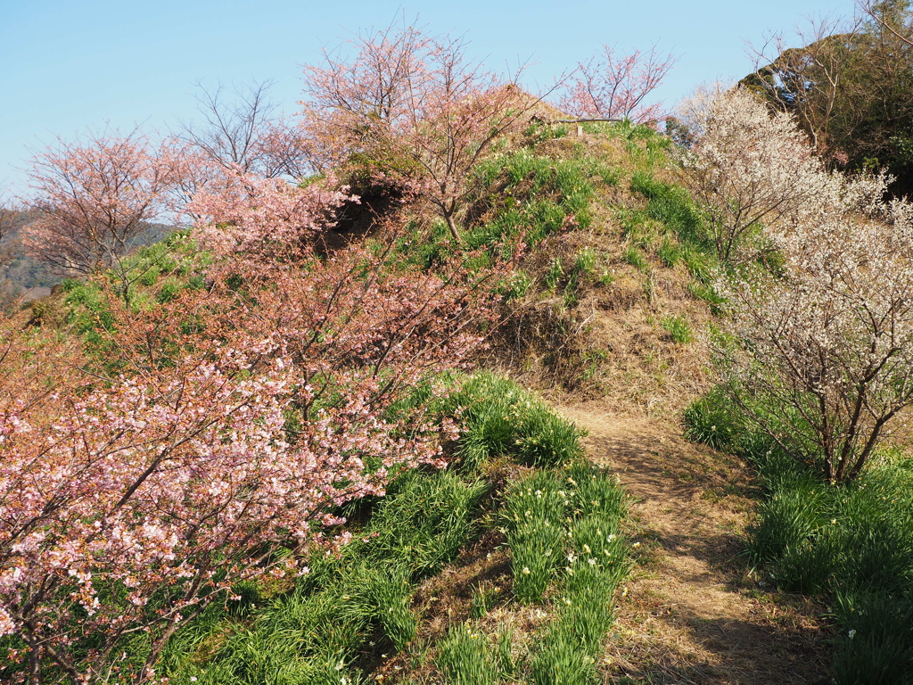 早春の山道 by カゲヒナタ （ID：11602742） - 写真共有サイト:PHOTOHITO