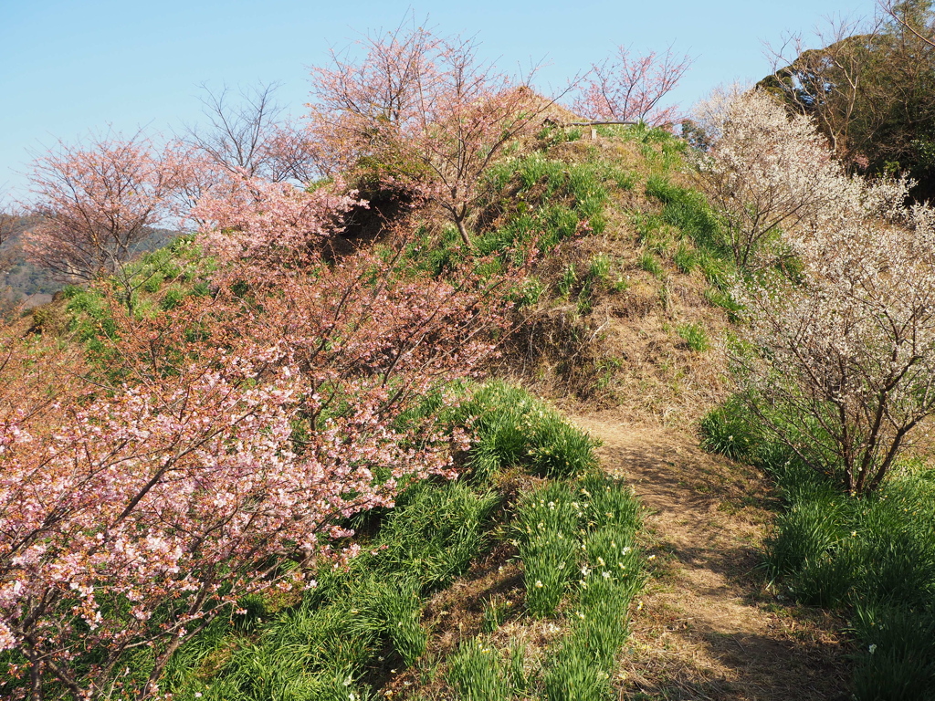 早春の山道