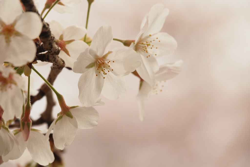 夕暮の桜
