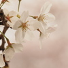 夕暮の桜