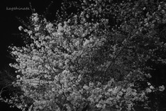 夜桜