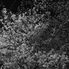 夜桜