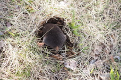 頭隠して尻隠さず