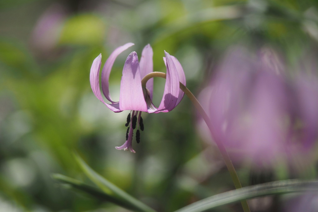 カタクリの花