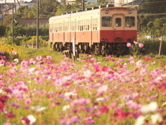 夕暮れの秋桜と旧型気動車