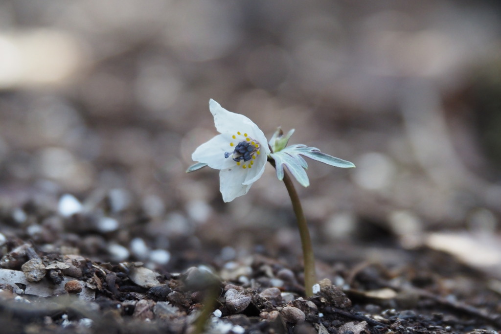 一輪の花