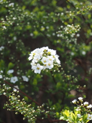 ユキヤナギ