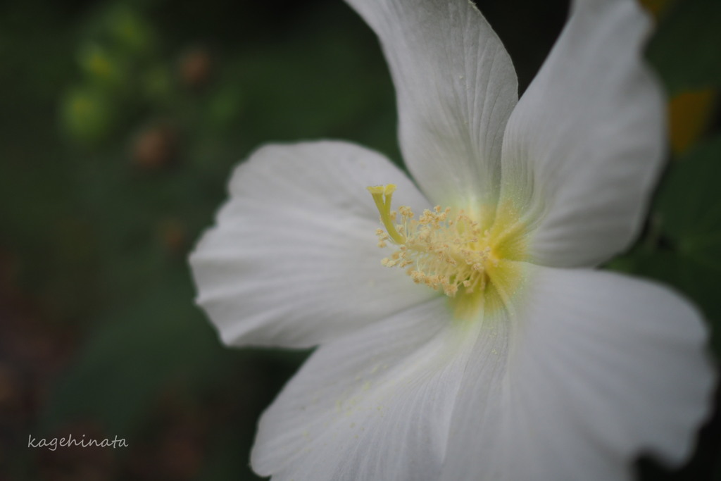 白芙蓉