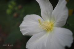 白芙蓉