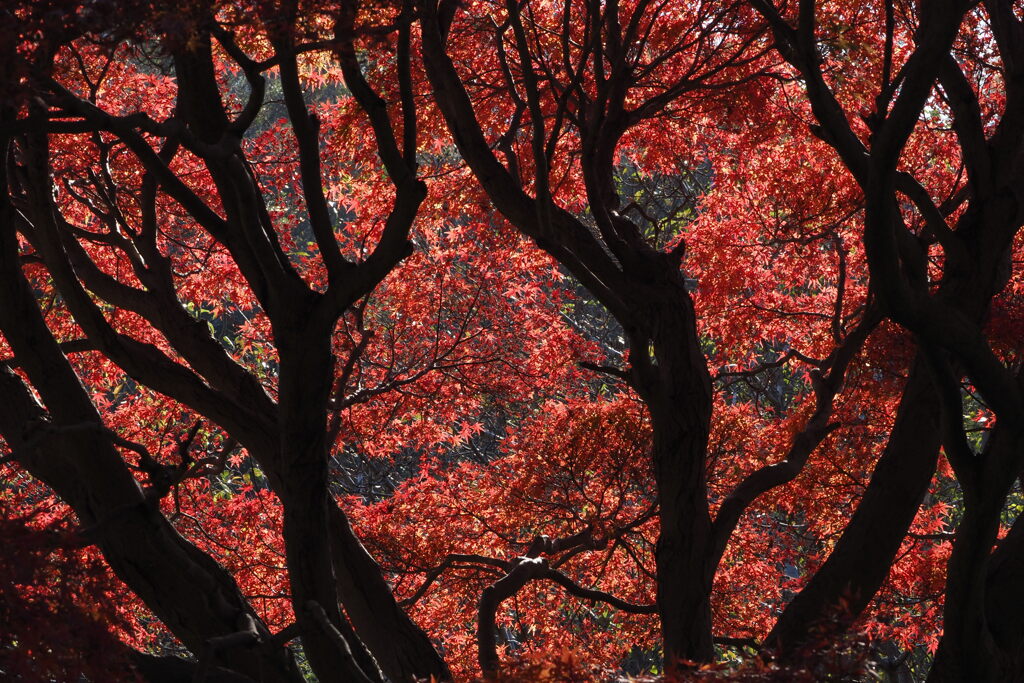紅葉と樹影