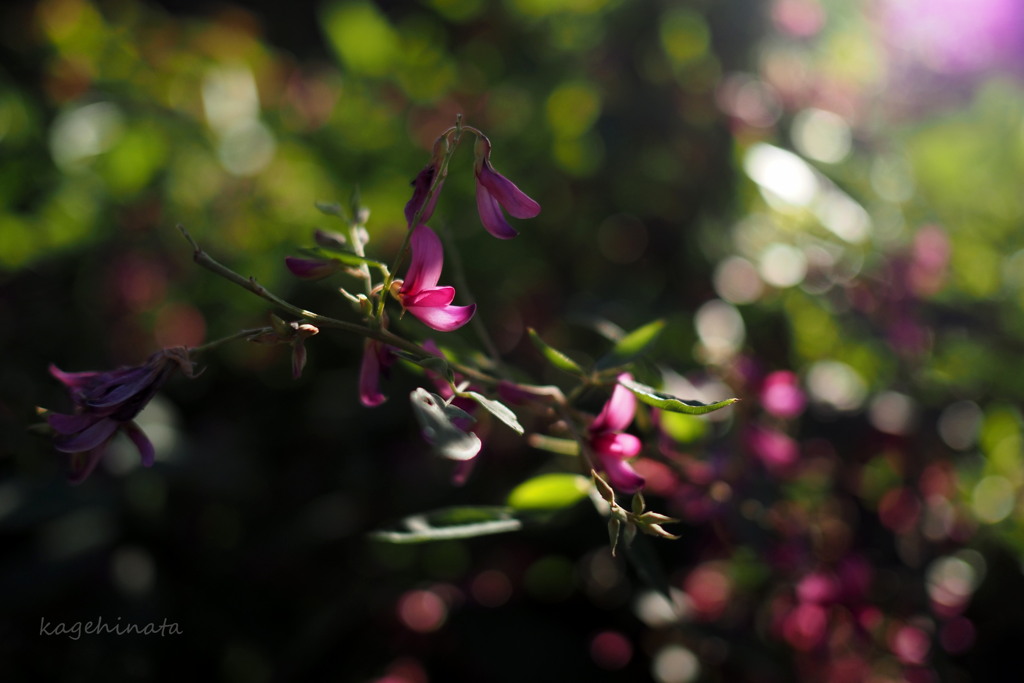 萩の花