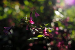 萩の花