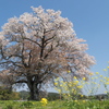 与市郎桜