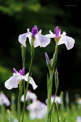 花菖蒲