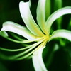 白彼岸花