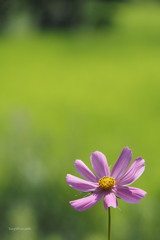 夏咲きコスモス