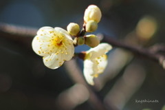 梅ほころぶ