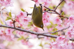 メジロ日和（桜）