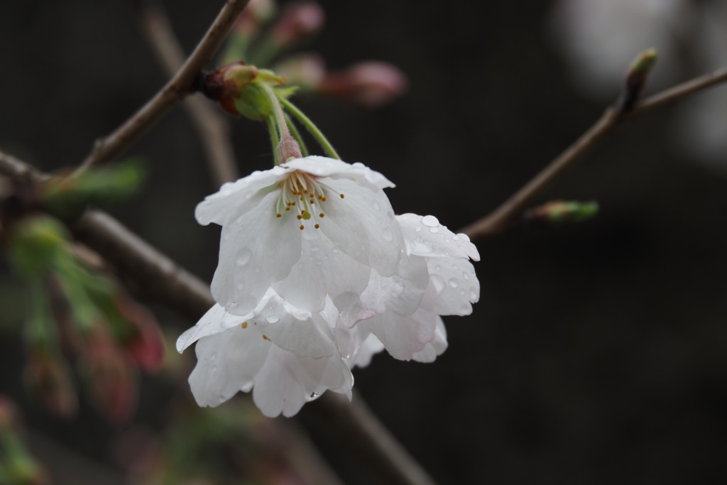 四月雨