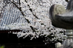 山門と桜