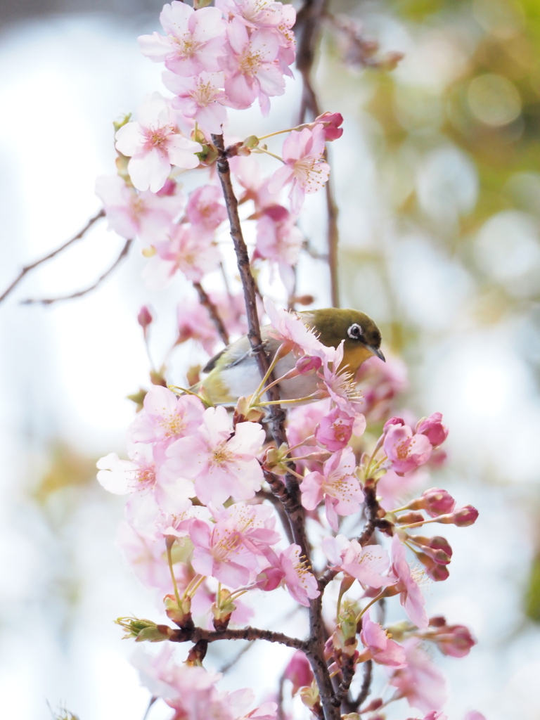 春の香り