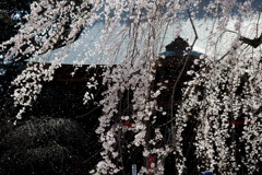 しづ心なく
