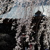 しづ心なく